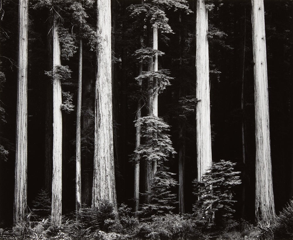 Northern California Coast Redwoods Original Photograph Ansel Adams 