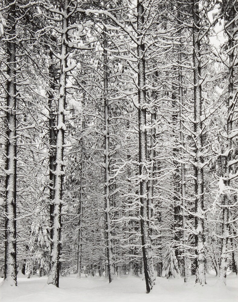 Trees and Snow (Pine Forest and Snow), P3 Original Photograph Ansel Adams 
