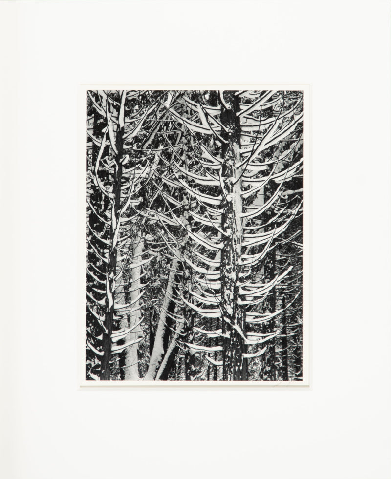 Cedar Trees, Winter Original Photograph Ansel Adams 