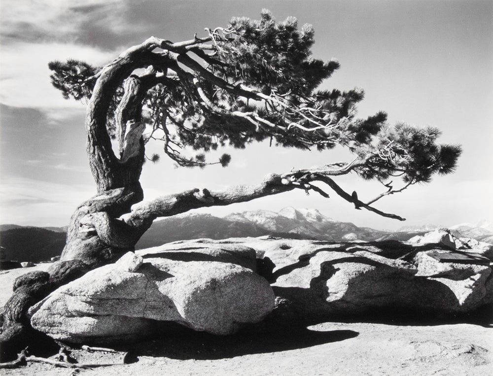 Jeffrey Pine - Signed Special Edition Photograph Shop Ansel Adams 