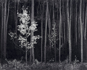 Aspens, Northern New Mexico (H) Shop Ansel Adams Gallery 