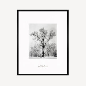 Oak Tree, Snowstorm Shop Ansel Adams Framed Standard Matte Black Metal 