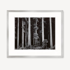 Redwoods, Bull Creek Flat Shop_Repro_MR Ansel Adams Gallery Framed Standard 8x10" German Silver Metal