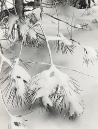 Branches in Snow, Portfolio 3 Original Photograph Ansel Adams 