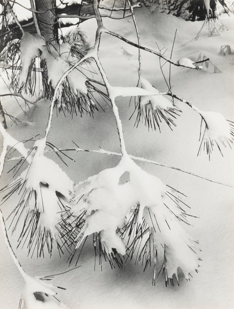 Branches in Snow, Portfolio 3 Original Photograph Ansel Adams 