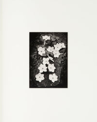 Dogwood Blossoms Original Photograph Ansel Adams 