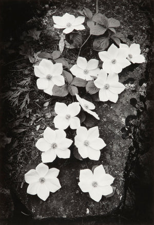 Dogwood Blossoms Original Photograph Ansel Adams 