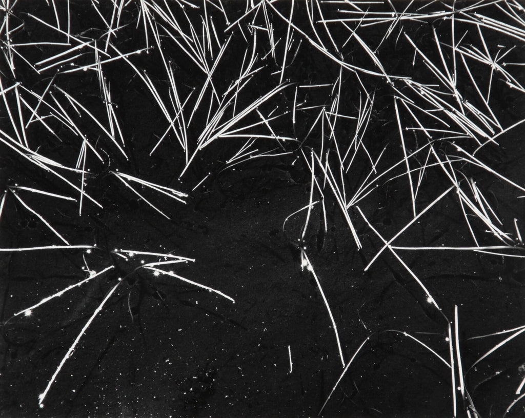 Grass and Pool Original Photograph Ansel Adams 