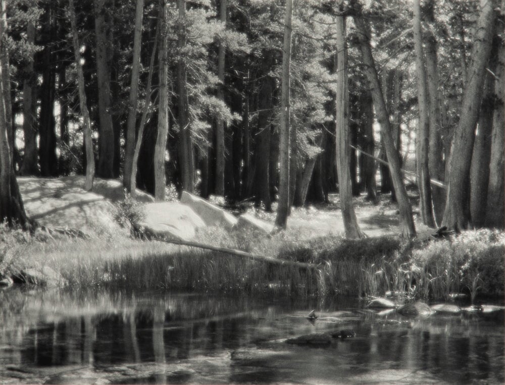 Lodgepole Pines, Lyell Fork Original Photograph Ansel Adams 