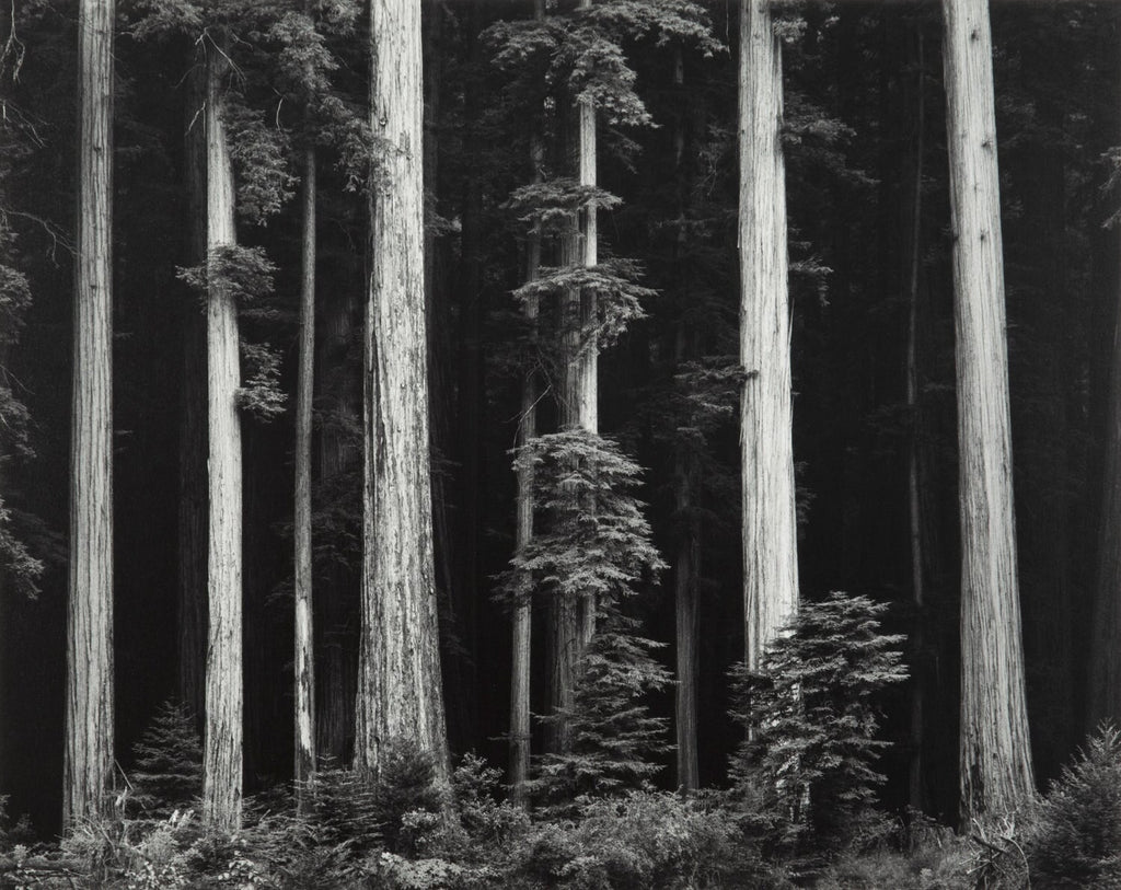 Northern California Coast Redwoods Original Photograph Ansel Adams 