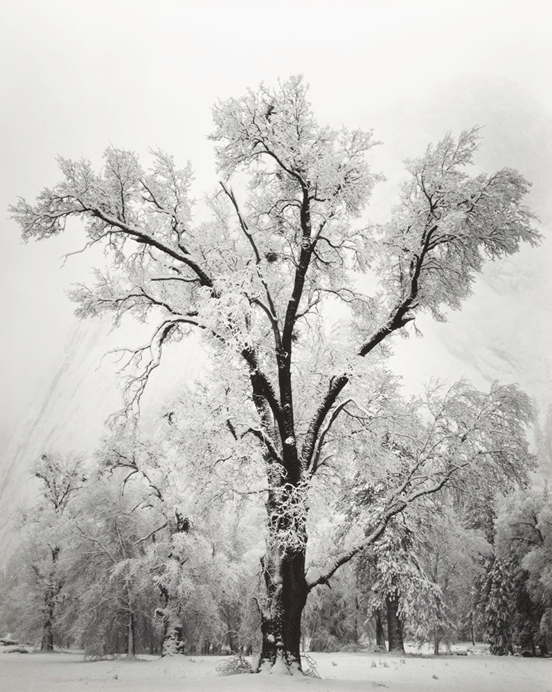 Oak Tree, Snow Storm Original Photograph Ansel Adams 