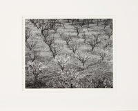 Orchard, Early Spring near Stanford University, California Original Photograph Ansel Adams 