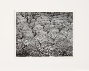 Orchard, Early Spring near Stanford University, California Original Photograph Ansel Adams 