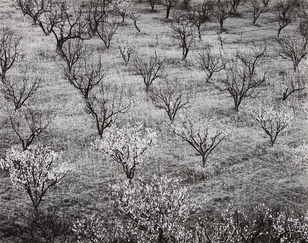 Orchard, Early Spring near Stanford University, California Original Photograph Ansel Adams 