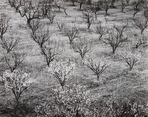 Orchard, Early Spring near Stanford University, California Original Photograph Ansel Adams 