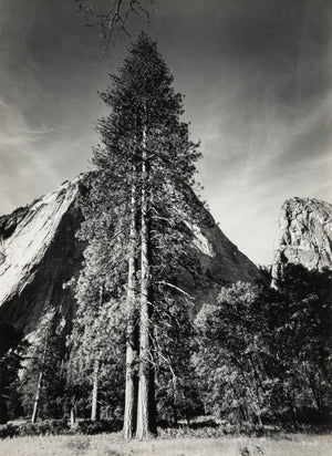 Trees and Cliffs Original Photograph Ansel Adams 