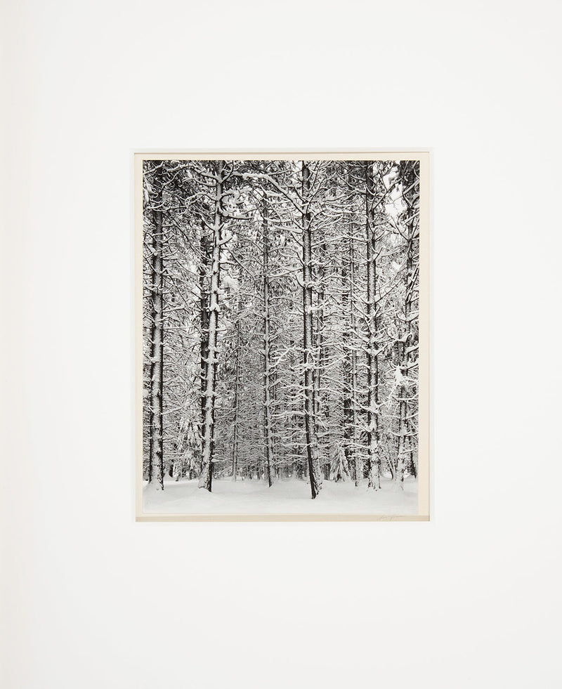 Trees and Snow (Pine Forest and Snow), P3 Original Photograph Ansel Adams 