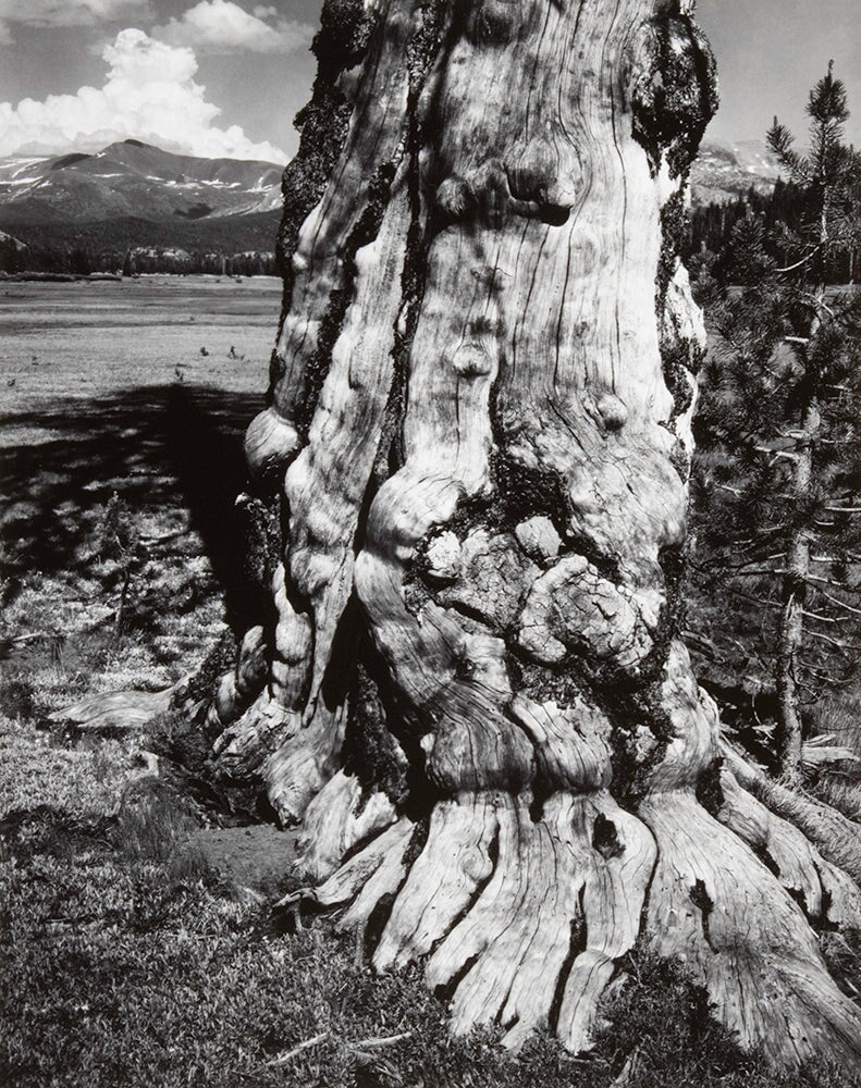 Tuolumne Meadows Original Photograph Ansel Adams 