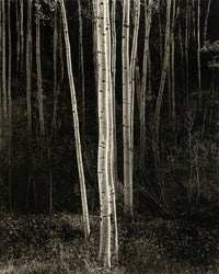 Aspens, Northern New Mexico (V) Shop_Sign_AAOP Ansel Adams Gallery 