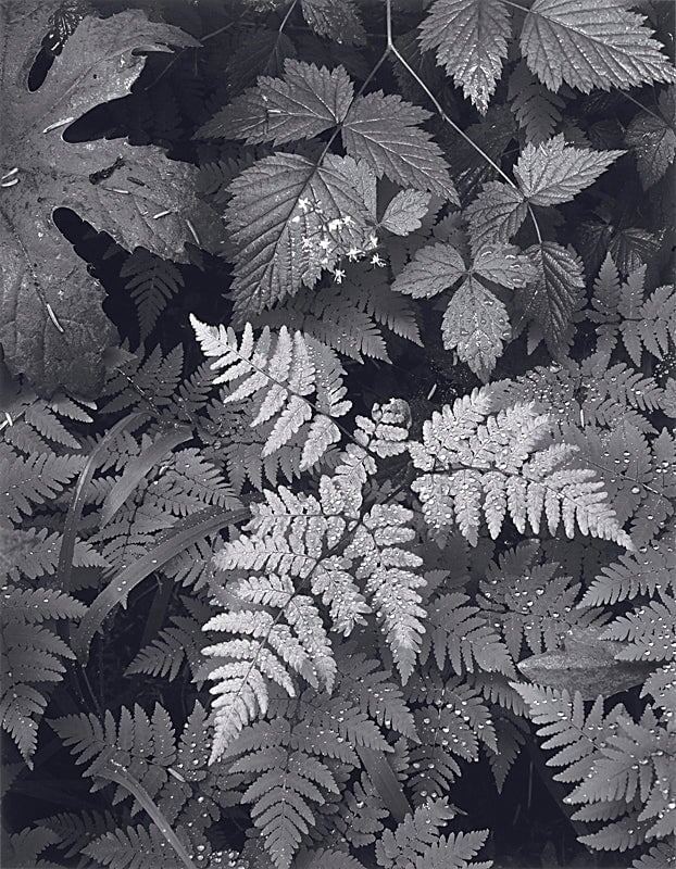 Leaves, Mount Rainier - Large Print Rolled Shop_Repro_MR Ansel Adams 