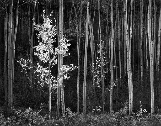 Aspens, Northern New Mexico (H) - Large Print Rolled Shop_Repro_MR Ansel Adams 30x38" 