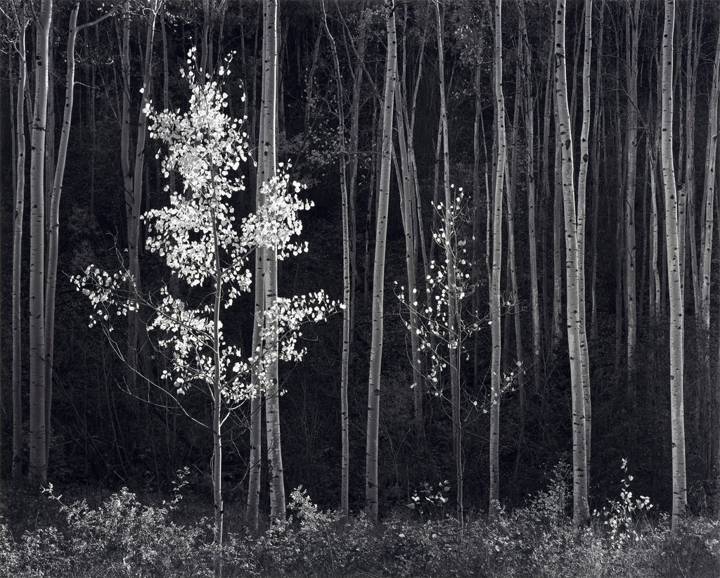 Aspens, Northern New Mexico (H) - Large Print Rolled.