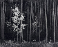 Aspens, Northern New Mexico (H) - Large Print Rolled Shop_Repro_MR Ansel Adams 