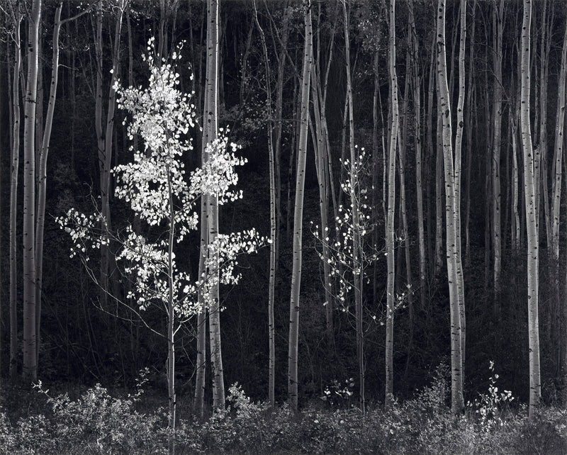 Aspens, Northern New Mexico (H) - Large Print Rolled Shop_Repro_MR Ansel Adams 