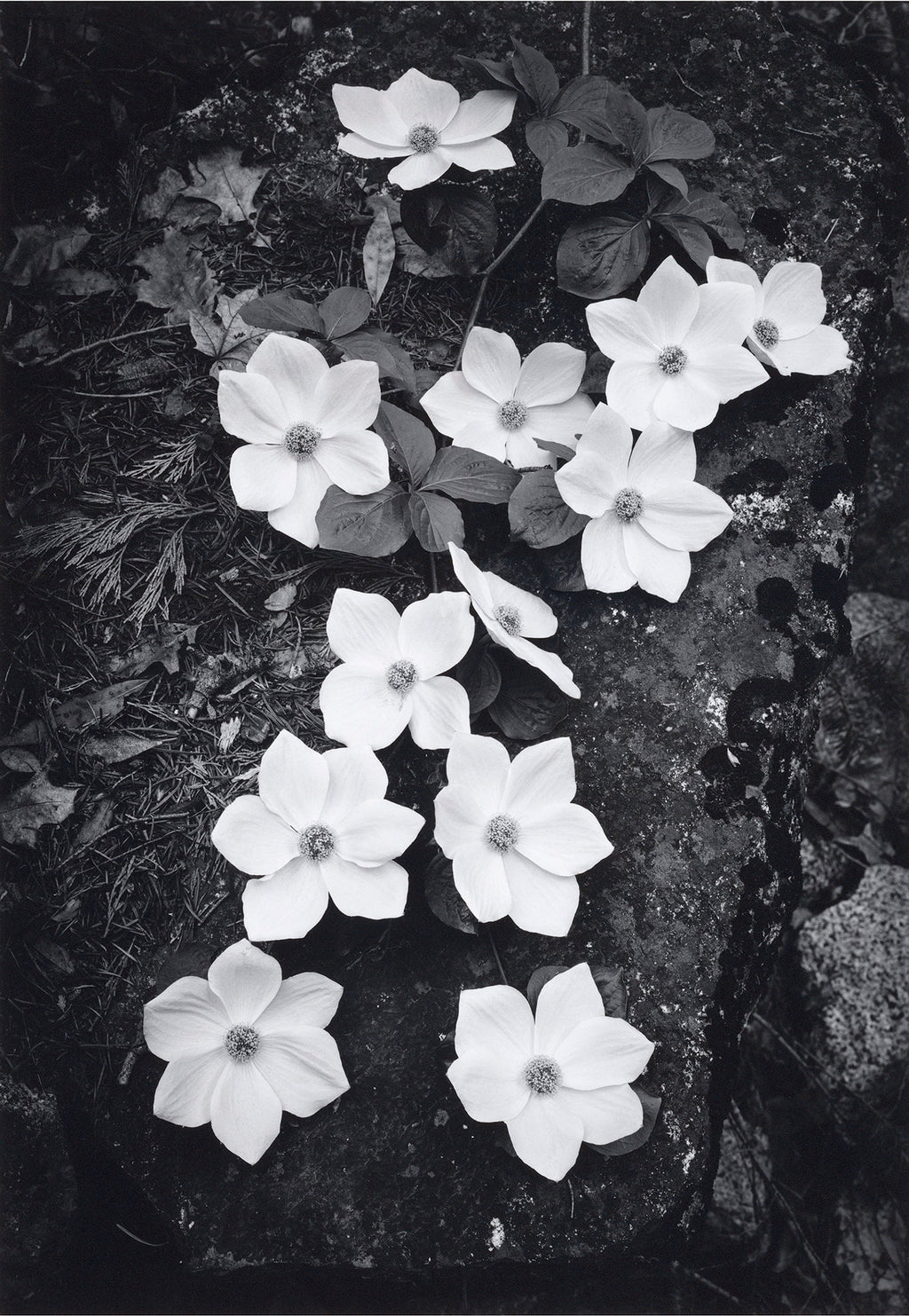 Dogwood Blossoms Shop_Repro_MR Ansel Adams Gallery 