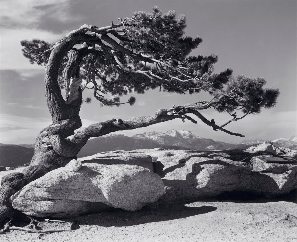 Jeffrey Pine Shop_Repro_MR Ansel Adams Gallery 