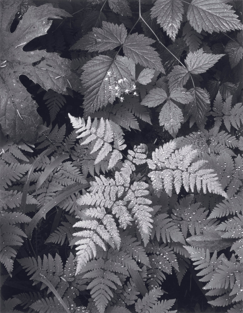 Leaves, Mt. Rainier Shop_Repro_MR Ansel Adams Gallery 