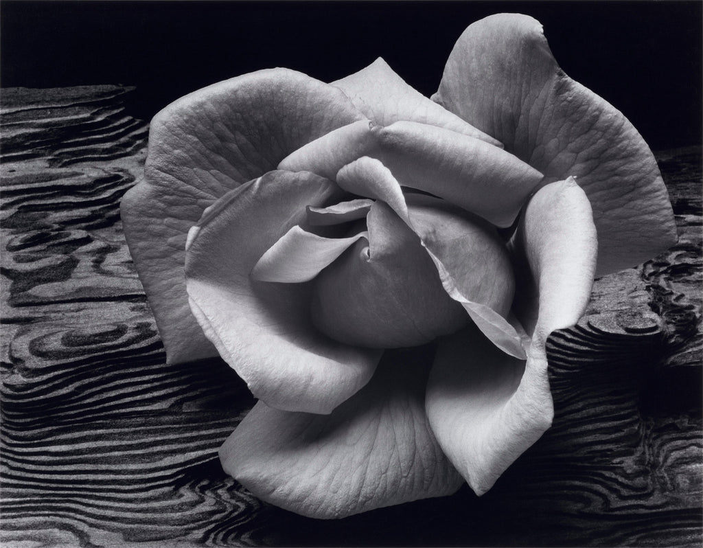 Rose and Driftwood, Modern Replica Shop_Repro_MR Ansel Adams Gallery 