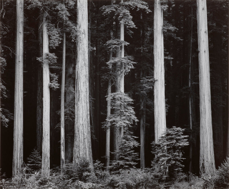 Redwoods, Bull Creek Flat Shop_Repro_MR Ansel Adams Gallery 
