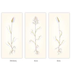 Summer Grass Trio: Wild Foxtail, Brome and Barley Shop Sally Owens 