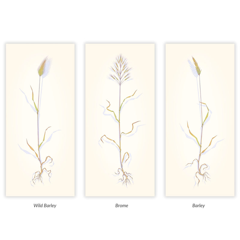 Summer Grass Trio: Wild Foxtail, Brome and Barley Shop Sally Owens 