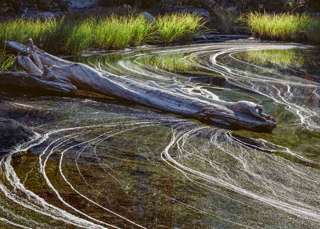 Backlit Grasses and Pollen Foam, Pond, Yosemite Shop Charles Cramer 11"x14" 