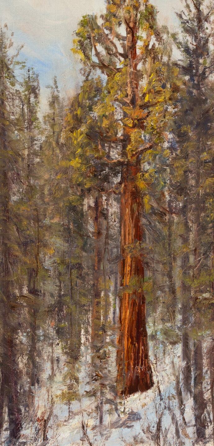 Big Red, Tuolumne Grove Shop James McGrew 