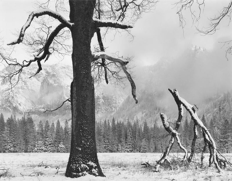 Black Oak, Fallen Branches, Yosemite Valley Shop John Sexton 