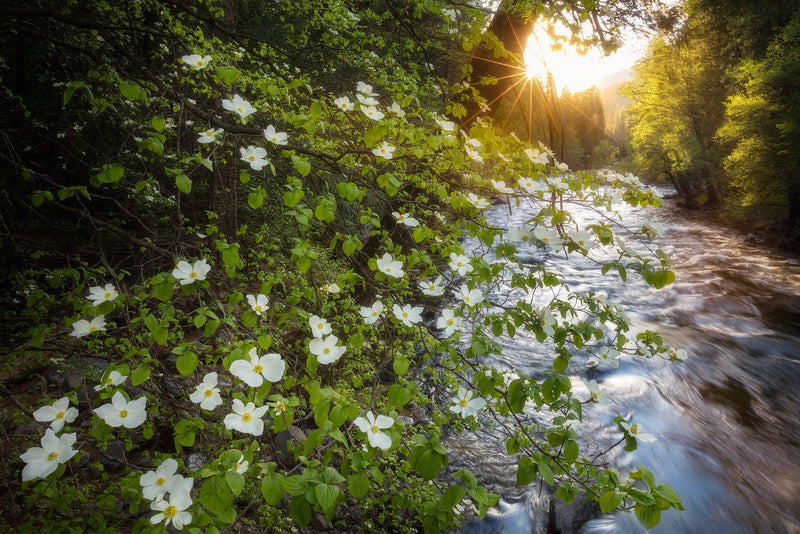 The Promise of Spring Shop charlotte gibb 