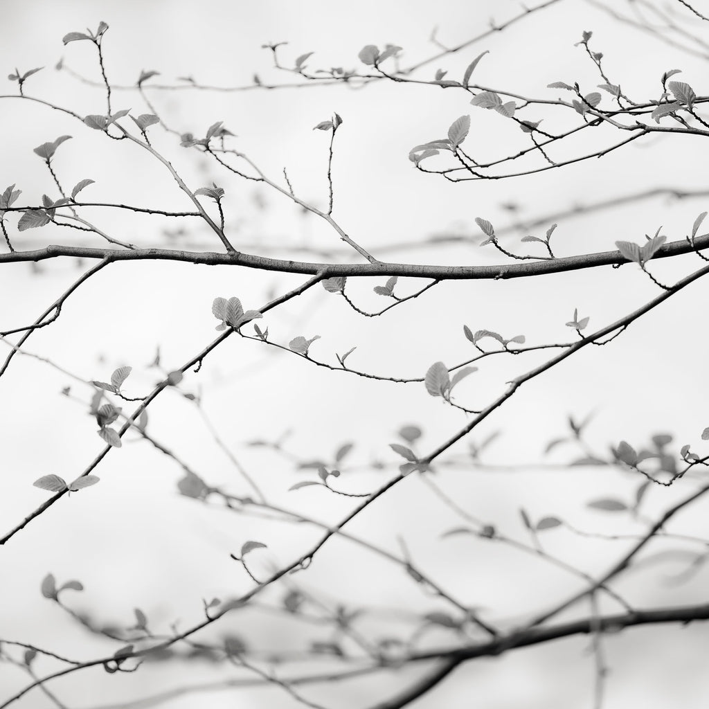 Branch Detail, Yosemite, California, 2019 Shop Jeffrey Conley 