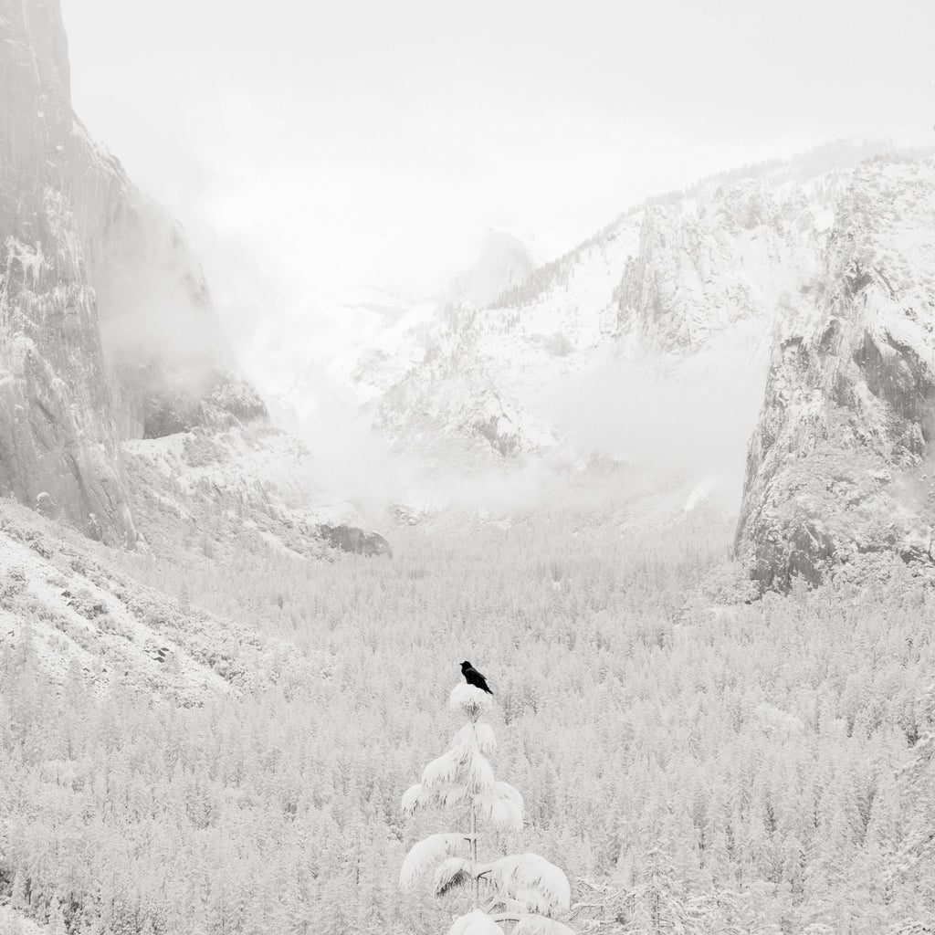 Crow and Valley View, Yosemite, 2005 Shop_RepArtist Jeffrey Conley 