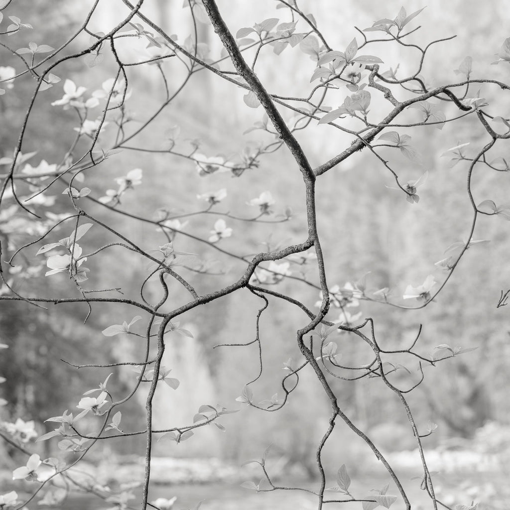 Dogwood Blossoms, Yosemite, California, 2019 Shop_RepArtist Jeffrey Conley 