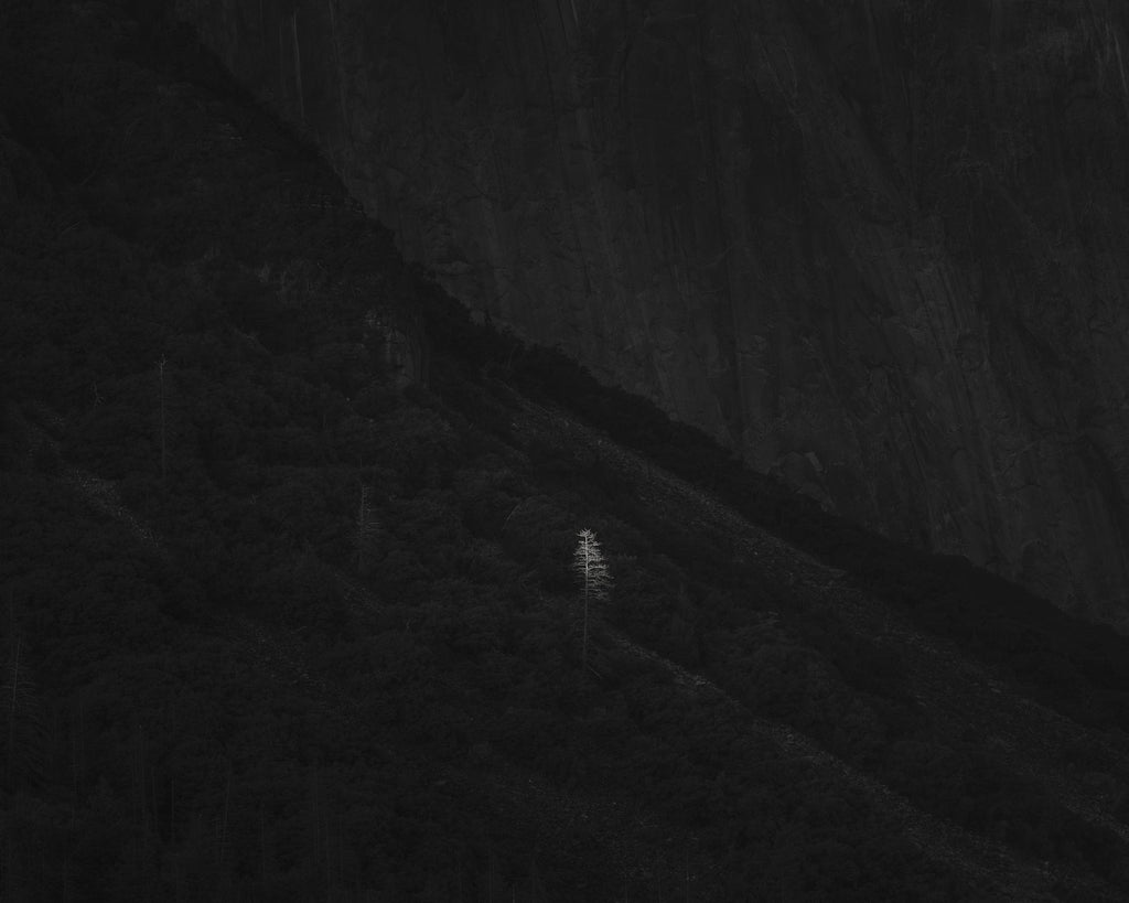 Last Light, Tree, Yosemite Valley, 2019 Shop_RepArtist Jeffrey Conley 