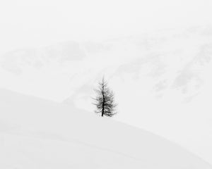 Lone Tree and Cliffs, Engadine Switzerland, 2020 Shop_RepArtist Jeffrey Conley 14x17.5" 