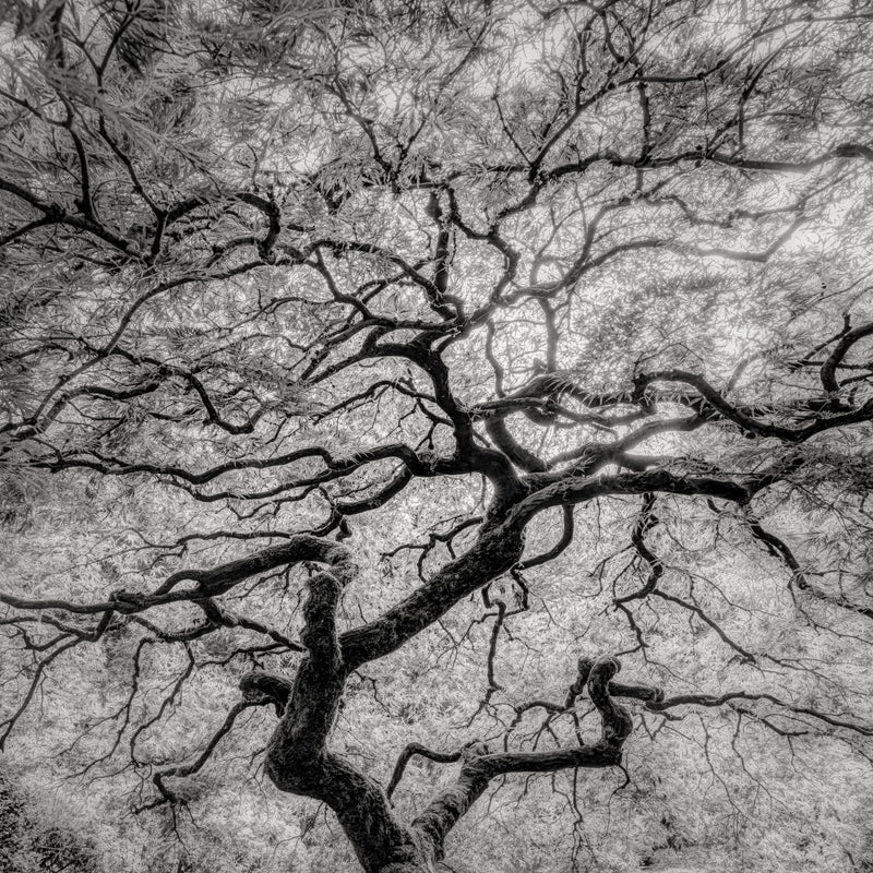 Maple Detail, Oregon, 2014 Shop_RepArtist Jeffrey Conley 14x14" 