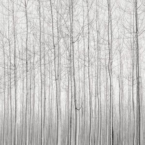 Poplars, Late Afternoon, Oregon, 2016 Shop_RepArtist Jeffrey Conley 