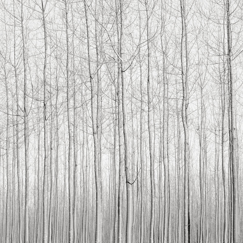 Poplars, Late Afternoon, Oregon, 2016 Shop_RepArtist Jeffrey Conley 