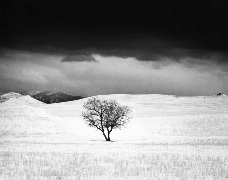 Dream of a Tree Shop Roman Loranc 