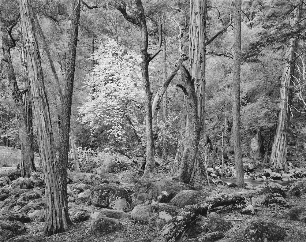 Forest in Spring, Happy Isles, Yosemite Valley, CA 1989 Shop John Sexton 
