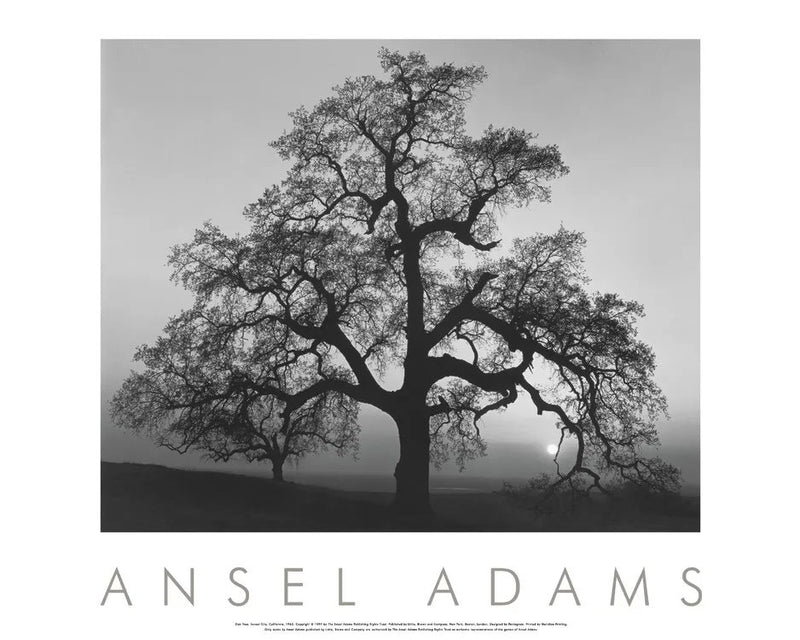 Oak Tree, Sunset City, Framed Poster Shop Ansel Adams 